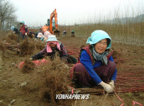  식목철 출하할 묘목 손질 한창