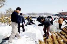 버섯재배사 폭설피해 복구 구슬땀