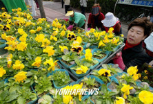 봄맞이 꽃단장