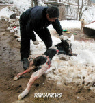 폭설로 뱃속의 송아지까지…