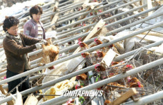 양계농장 초토화