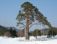  고고하던 자태잃은 정이품송