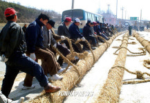  기지시줄다리기 준비 한창