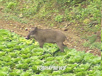  EBS 자연다큐멘터리 `공존의 그늘