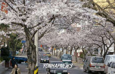  왕벚꽃 보러 오세요