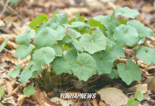  4월의 풀 `깽깽이풀