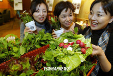  커피찌꺼기로 재배한 야채