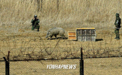 비무장지대 첫 야생동물 방사