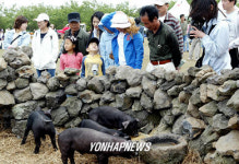 제주 `똥돼지가 이쁘네요
