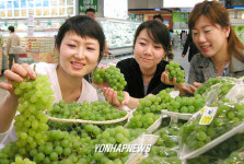 청포도 첫 출하
