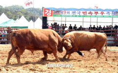 황소들의 각축전