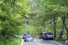 아카시아 꽃향기 가득...