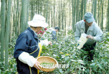 입하(立夏)가 지난 요즘 전남 담양군 담양읍에 조성된 5만여평의 죽녹원(竹綠園)에서