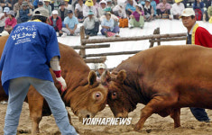 2004 청도소싸움대회