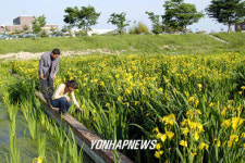 하수종말처리장에 핀 노랑꽃창포