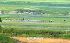 소달구지 끌고 일나가는 북한주민