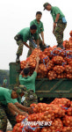 양파 수확 돕는 군인들