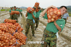 양파 수확 돕는 군인들