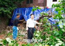 축대와 함께 무너진 오동나무