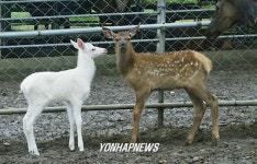 흰색 엘크새끼 사슴 태어나 화제