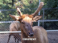 아메리카산 엘크 사슴