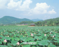 청도 유등연지에 홍련꽃 만개