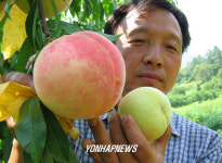 사과보다 큰 슈퍼복숭아
