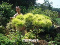 서산서 발견된 황금소나무