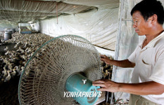 새끼오리들의 피서