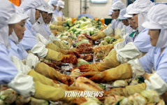 채소값 금값여파로 손길 바쁜 김치공장