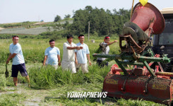 벼 갈아엎는 농민들