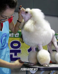 FCI 서울 국제 도그쇼