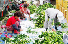 무주 백합 일본 수출길올라