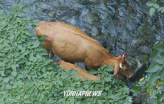폭우에 휩쓸려 하천에 고립된 소.