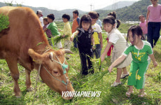 소 풀먹이기 체험