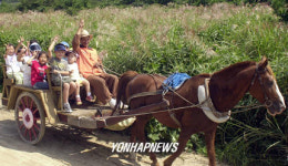 억새꽃길로 가는 조랑말 수레.