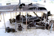 웅담 채취용 반달곰 농장