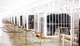 웅담 채취용 곰 농장