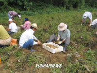 농사의 기쁨은 수확