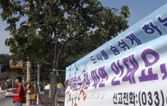 가로수 `감 따면 안됩니다