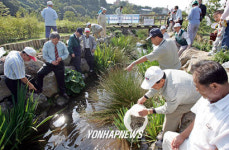 노인들 민물장어 방류