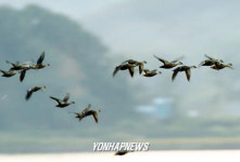 겨울철새 선발대