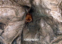 동해 천곡동굴서 발견된 황금박쥐