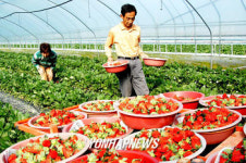 상큼한 맛 으뜸, 담양 딸기 첫선