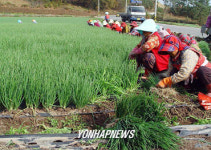 수확 한창인 웰빙채소 보성 쪽파