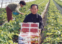 당진딸기 수확 한창