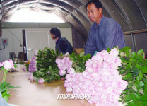 수출용 장미 선별하는 농민