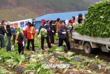 도시주부들 김장채소 수확체험