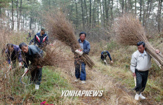 빗자루용 싸리나무 채취 한창