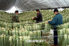 양구 펀치볼 시래기 인기